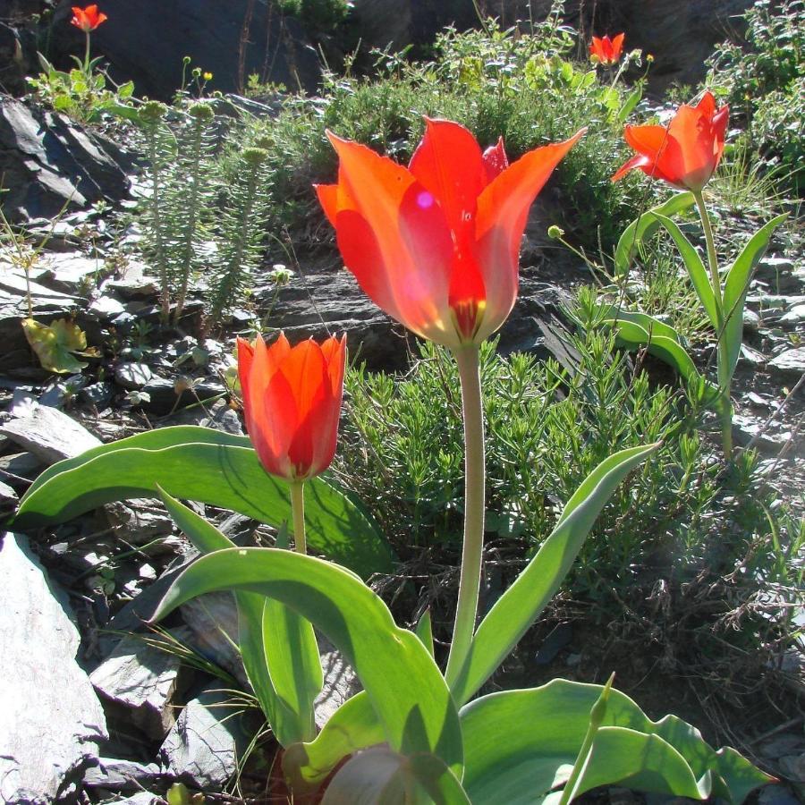 Yukary-Ukhum Hayat Guesthouse Nuratau Mountains מראה חיצוני תמונה